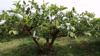 番石榴修剪那些事，4月重修剪，一個月後開花，90天后採摘                  Guava is pruned again in April and blooms in one month