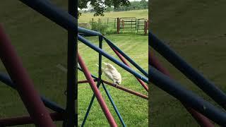 Cockatoo joins Mom in feeding the outside birds