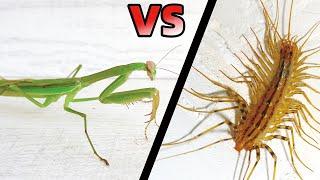 Green Mantis VS House Centipede, What's the result?