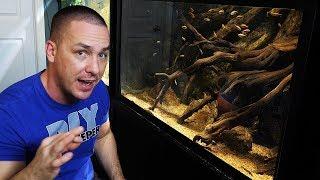 HOW TO medicate sick aquarium fish - Cure for ICH