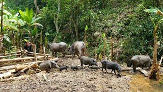 Forest Farm Life, Wild Boar Breeding | forest farm