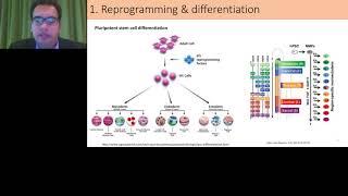 Engineering stem cell biology for disease modelling and therapeutics