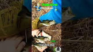 Does Fishing Lure Color Matter?