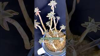 Succulent Plants for Beginners: Essential Care Secrets You NEED to Know