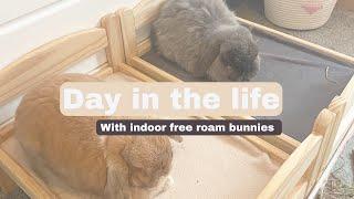 Free roam house bunnies daily routine