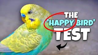 How to Check if Your Bird is REALLY Happy & Healthy