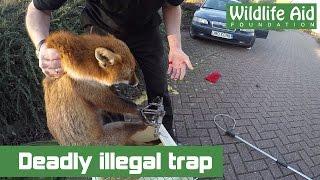 Deadly illegal trap and wildlife rescuer bitten!