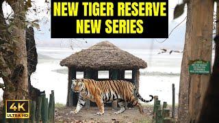 Ep1-Biggest Tigers of India | Sugarcane Tigers | Discover Wild Paws Hindi 4K | Uttar Pradesh Tiger