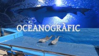 Oceanografic Valencia Tour and Dolphin Show - Largest Aquarium in Europe