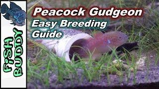 How to Breed Peacock Gudgeons