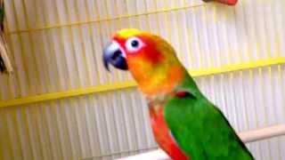 Sun conure and jenday conure