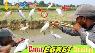 Cattle Egret Handmade Slingshot Hunting With Amazing Shots!