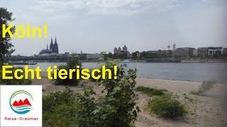 Köln! Echt tierisch! Reise-Dreamer!