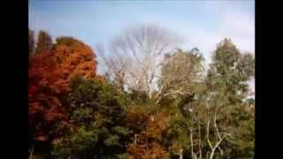 Time-lapse of Leaves Changing Color