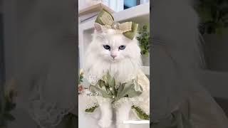 pagi sahabat cutecatt #cat #cute #kucing #gembul #kiyowo