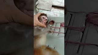 m #monkey #funny #animals #funnymonkey #babymonkey #saddarbazar