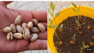 Best Method To Grow Pistachio Tree From Seed Step by step  | 100 %  Successful Technique