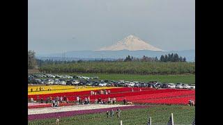 Oregon Blooming Tulips FarmChat