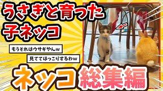 【2ch動物スレ総集編】自分をウサギだと思ってるネッコさん→真似する姿が可愛すぎるwww/ネッコ300選!