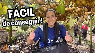 TOP 10 trabajos más fáciles de encontrar en Nueva Zelanda