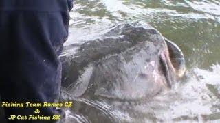 Fishing Team Romeo CZ & JP-Catfishing SK: Cat fish 216cm (+-80kg) from the delta Ebro river-may 2013