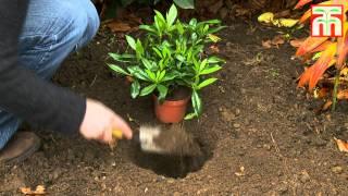 How to grow potted plants video with Thompson & Morgan.