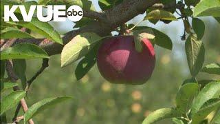 How researchers are adapting apples for a changing climate