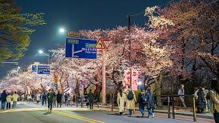 Seoul Cherry Blossom Festival Yeouido Hangang Park | Best Place to Visit in Korea 4K HDR