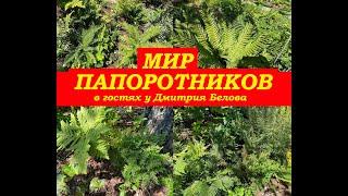 Мир папоротников.Папоротники для сада и дома. В гостях у Дмитрия Белова.Город Кировск, лен.область.