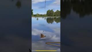 Карп 21 кг. Янтарка. Полное видео на канале. #рр4 #рр4фарм #carpfishing #русскаярыбалка4 #rr4 #carp