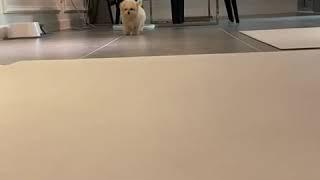 와다다다다 오늘도 뽀시래기스러운 하루 입니당 새끼강아지 푸들 초이 사랑스러워  Funny Puppies And Cute Puppy