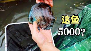 价值5000的鱼，一网捞出几十条，七彩神仙鱼，野生更好养吗