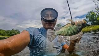 El rio creció y me fui a pescar con arpón y en cada metida pescaba tilapias