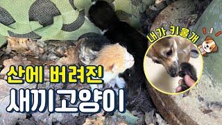 새끼고양이를 자식처럼 키우는 강아지｜산 고양이 구조·임보·입양 일기