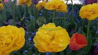 artemis flower farm tulips