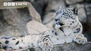 Saving The Elusive Snow Leopard | Guardians | BBC Earth