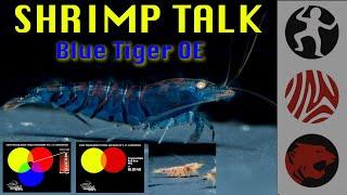 SHRIMP TALK - Blue Tiger Orange Eyes