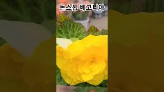 #은혜화훼판매장 #논스톱베고니아