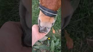 banana #horse #equestrian #pony #funny #horseriding #cute #shetlandpony #minipony #banana