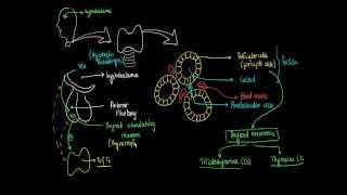 3 - Thyroid Glands : Hormones Physiology