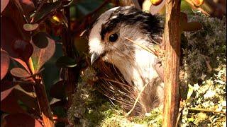 Long Tailed Tits Building Soft, Stretchy Nests | Discover Wildlife | Robert E Fuller