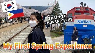 MY FIRST SPRING EXPERIENCE IN SOUTH KOREA I YEOJWACHEON I GYEONGHWA I JINHAE I JOIKIM'SDIARY