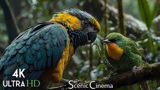 Birds in the Wild: Jungle Feathers - Scenic Birds Cinema 4K With Nature & Birds Sounds