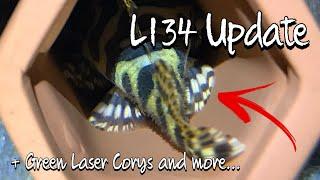 Fish Room Update: Leopard Frog Plecos and Green Laser Corydoras