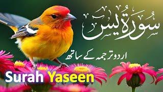 Surah Yasin ( Yaseen ) with Urdu Tarjuma | Quran tilawat | Ep146| Quran with Urdu Hindi Translation