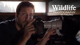 Wildlife Photography - WOLVES and BEARS part 1 | The travel to Finland