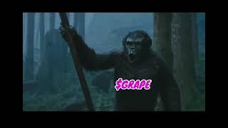 The Great Ape Project. (Great Ape Tryouts)