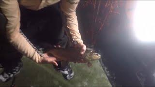 Brown Trout interrupts cooking show /fishing in Mchugh