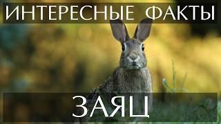 Заяц - интересные факты