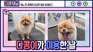 다콩이가 미용한 날 ^^